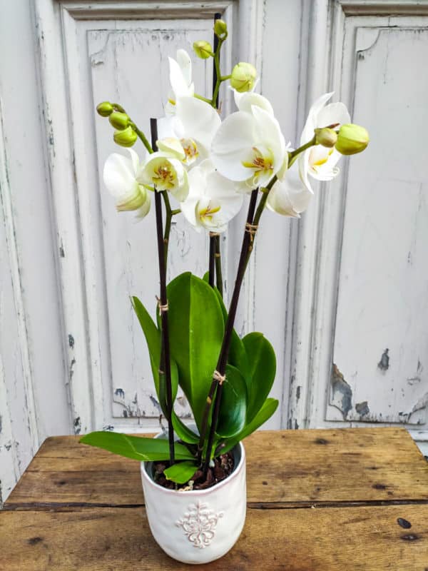 Orchidée phalaenopsis blanc