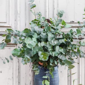 Bouquet d'eucalyptus