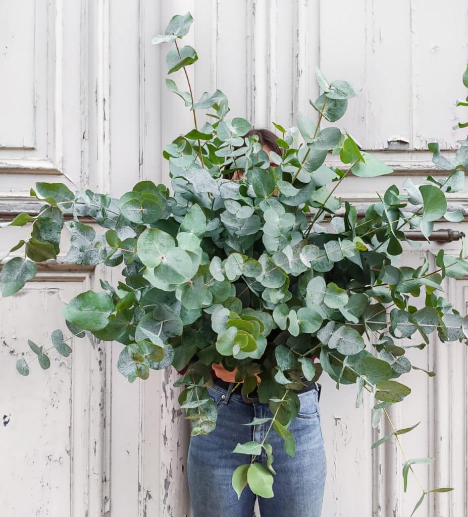 Bouquet d'eucalyptus