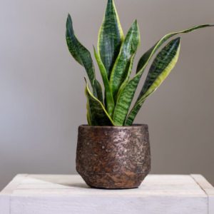 Sanseveria