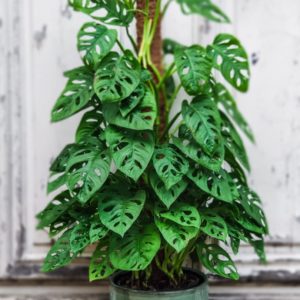 Philodendron Obliqua