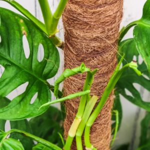 Philodendron Obliqua