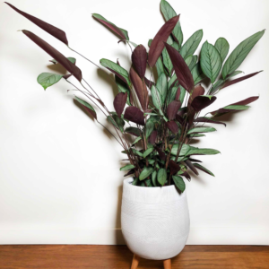 Ctenanthe