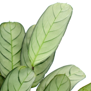 Ctenanthe