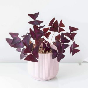 Oxalis